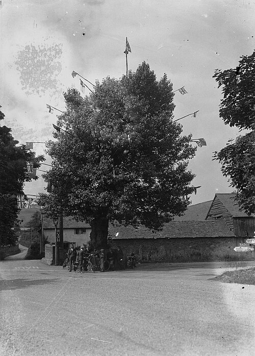 File:Arbour tree, Aston on Clun (1293722).jpg