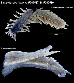 Example species