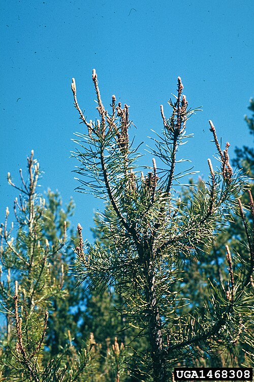 File:Choristoneura lambertiana damage.jpg