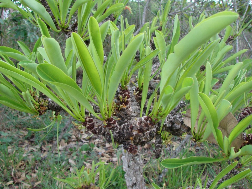 File:Erythroxylum tortuosum 2.jpg