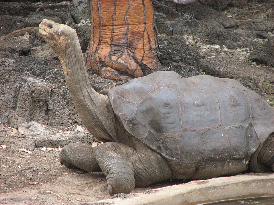 File:Lonesome George in profile.jpg