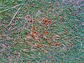 A swarm of ladybirds