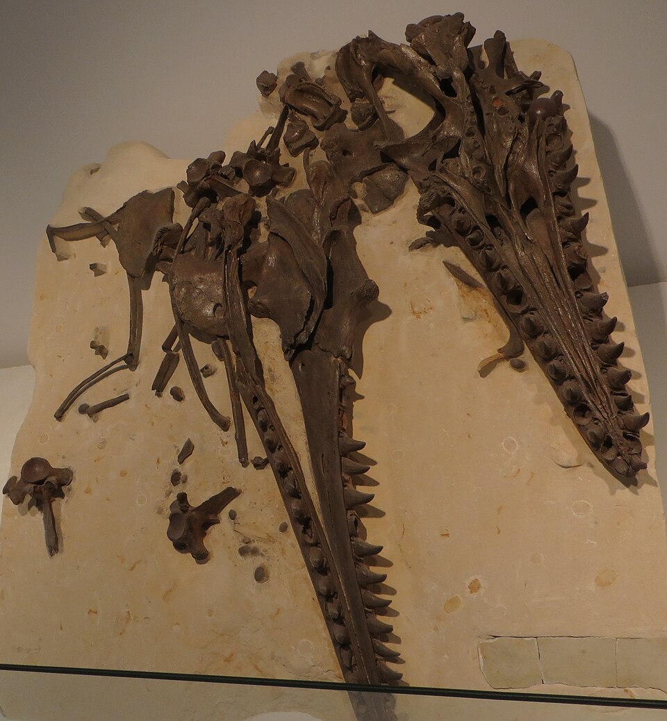 File:Mosasaurus hoffmanni 567.JPG