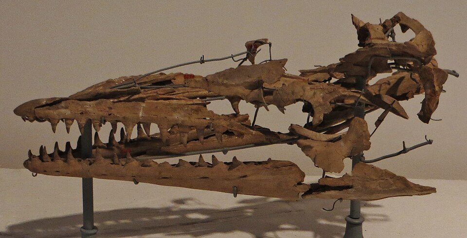 File:Mosasaurus lemonnieri skull 34314.JPG