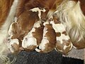 Image 11Newborn Welsh Springer Spaniels (from Puppy)