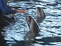 Pacific White-sided Dolphins