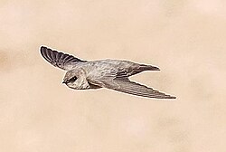 Pale crag martin
