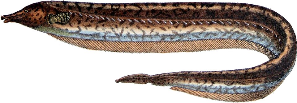 File:Rhamphichthys marmoratus.jpg