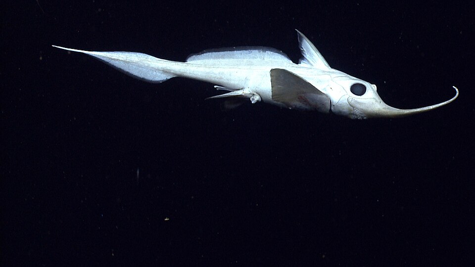 File:Rhinochimera.jpg