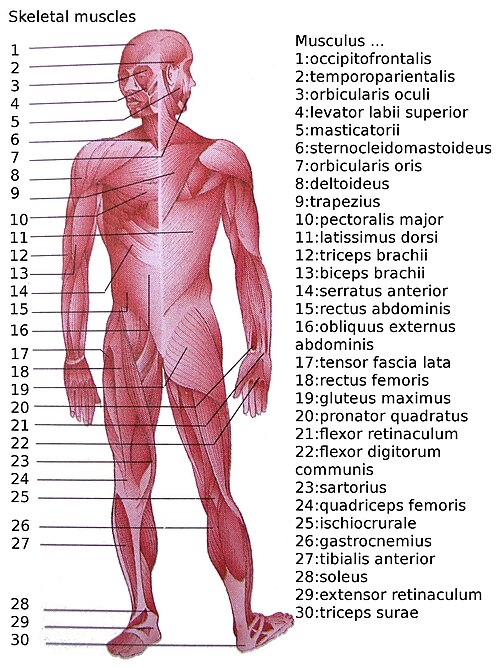 File:Skeletal muscles homo sapiens.JPG