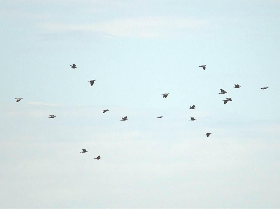 File:Spotted Imperial Pigeon Flock.jpg