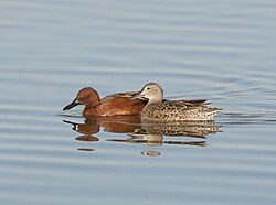 A Pair of Cinnamon Teal (8600075301)