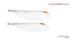 Female wings