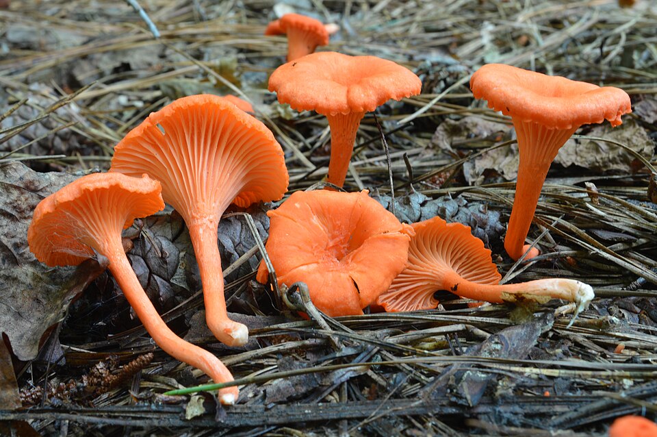 File:Cantharellus cinnabarinus (Schwein.) Schwein 645336.jpg