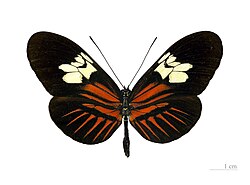 H. m. penelope female, dorsal