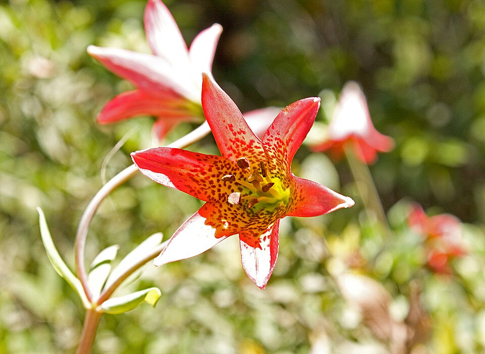 File:Lillium bolanderii - panoramio.jpg