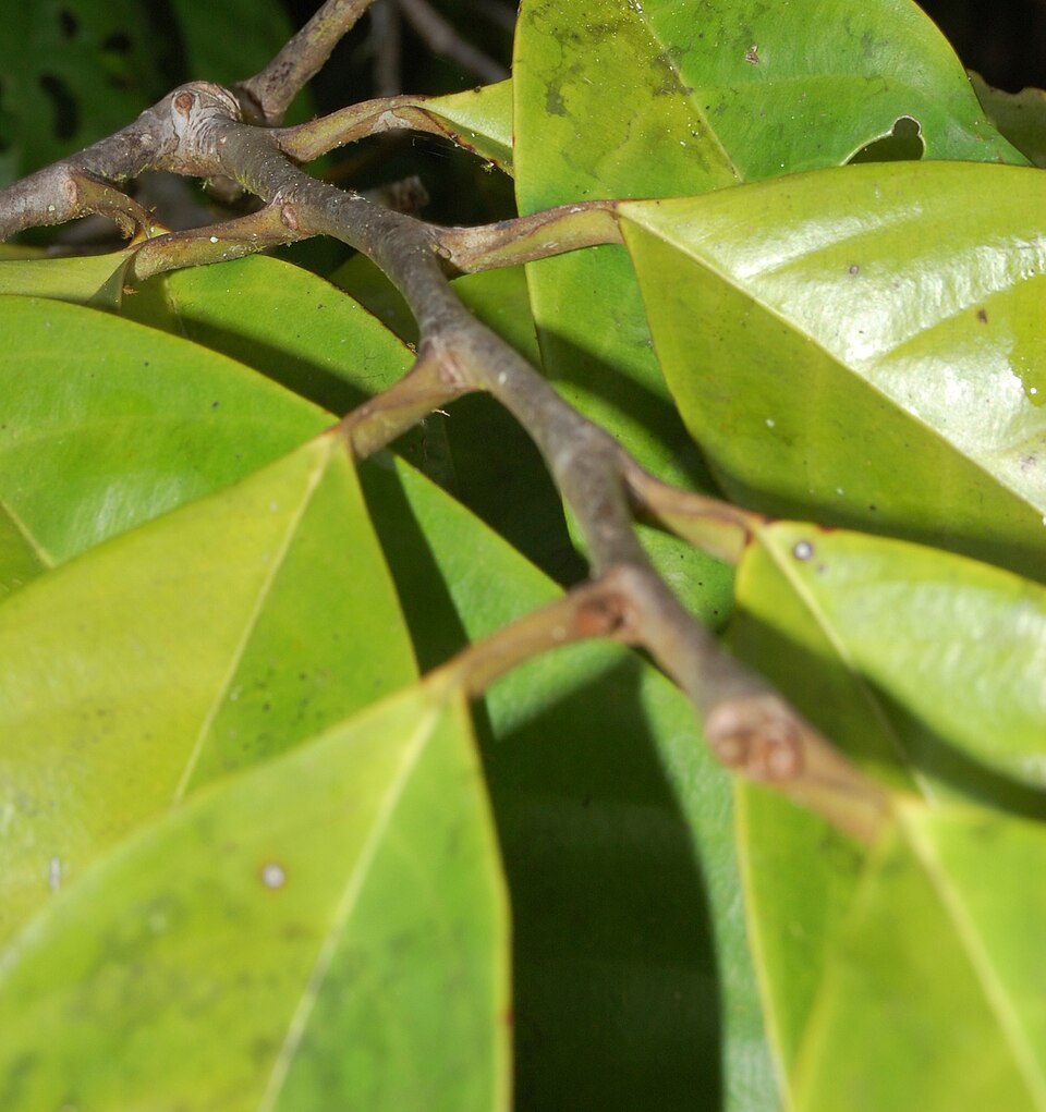 File:Metteniusa tessmanniana 02 (cropped).jpg