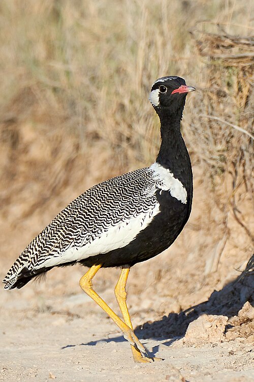 File:Northern Black Korhaan 2019-07-26.jpg