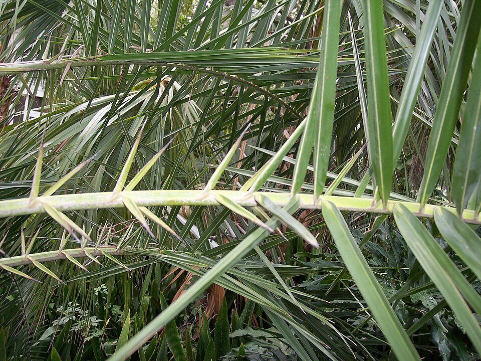 File:Phoenixacanthophylls.JPG