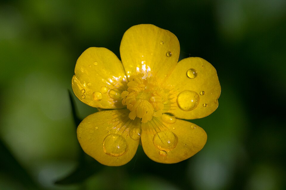 File:Ranunculus macro.jpg