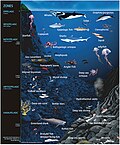 Image 109Some representative ocean animal life (not drawn to scale) within their approximate depth-defined ecological habitats. Marine microorganisms exist on the surfaces and within the tissues and organs of the diverse life inhabiting the ocean, across all ocean habitats. (from Marine habitat)