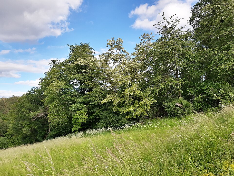 File:Robinie, Ehrenbach.jpg