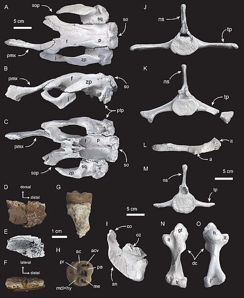 File:Salwasiren qatarensis (key fossil material).jpg