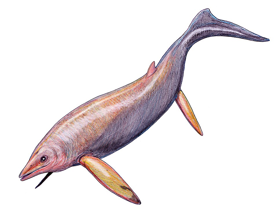 File:Shastasaurus pacificus restoration.jpg