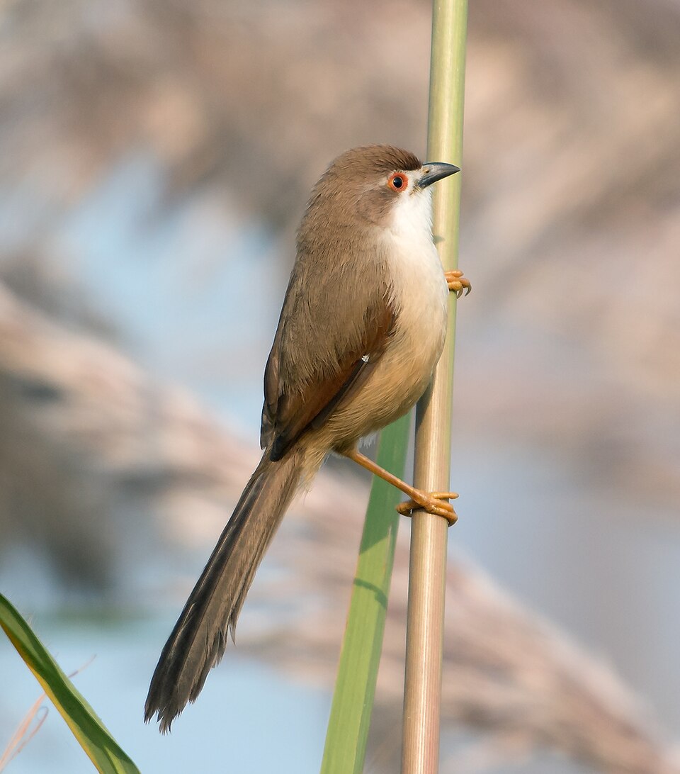 File:Yello-eyed Babbler (8177616472).jpg