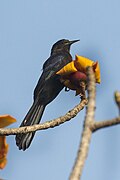 Black scimitar-bill