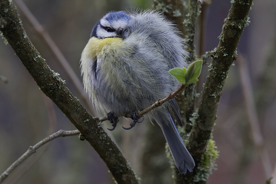 File:Blue-tit-recovering-window-hit-001.jpg