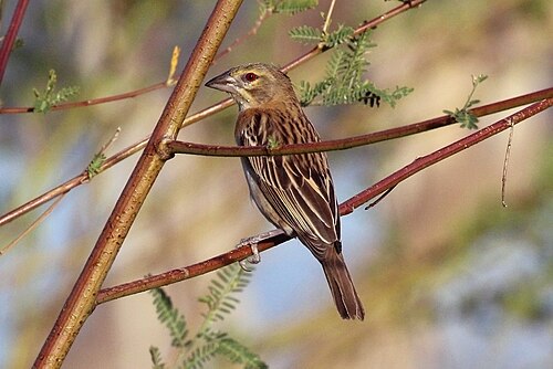 Chestnut weaver Ploceus rubiginosus ♀ Kenya