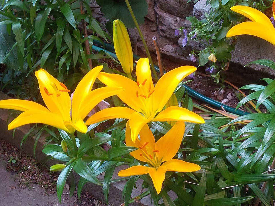 File:Dwarf Asian Lily Tiny Dessert (closeup).jpg