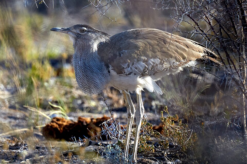 File:Kori Bustard Ducking 2019-07-26.jpg