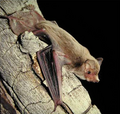 Thumbnail for version as of 08:36, 19 September 2014