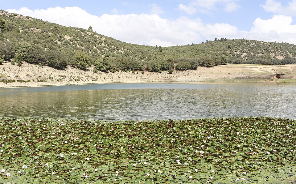 File:Nymphaea alba from lake Iffer.jpg