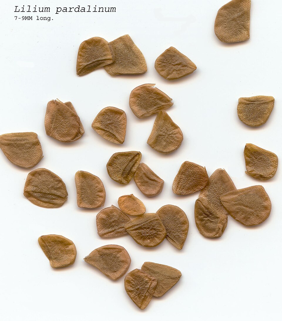 File:SeedsLiliumpardalinum.jpg