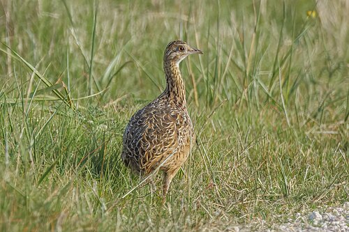 Spotted nothura Nothura maculosa Uruguay
