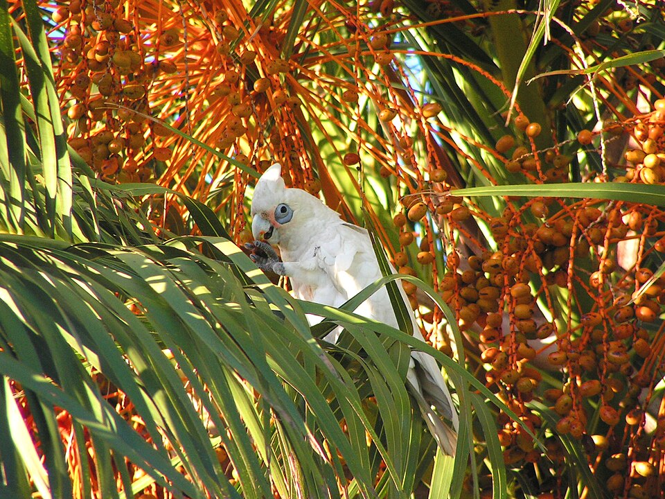 File:Western Corella.jpg