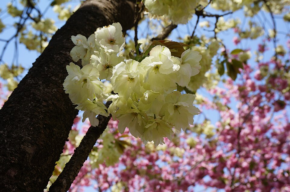 File:ウコン近接.jpg