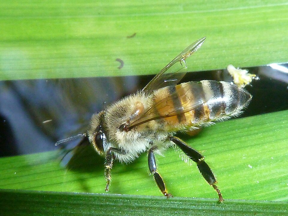 File:Apis mellifera subsp scutellata, Phakama, a.jpg