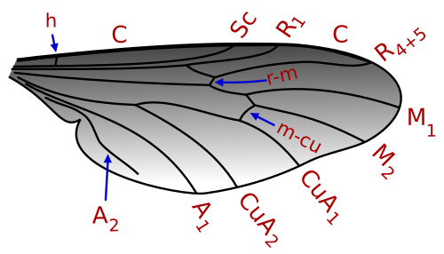File:Bibionidae wing veins.svg