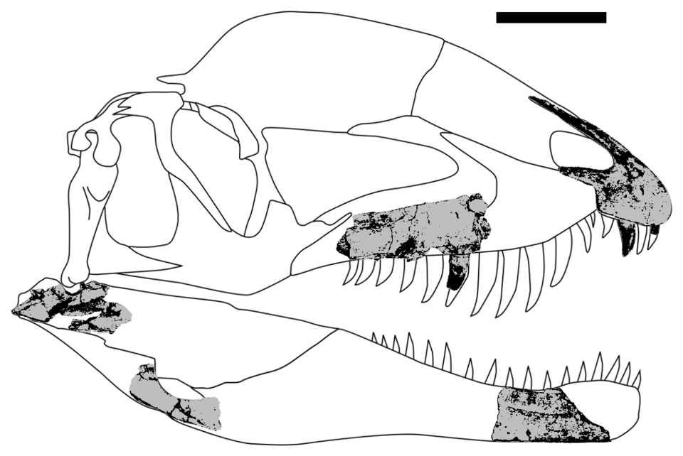File:Dracovenator fossils.png