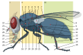 Inkscape (altro)
