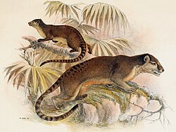 Drawing of brown viverrids