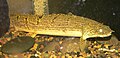 Polypterus weeksii