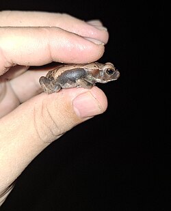 Juvenile