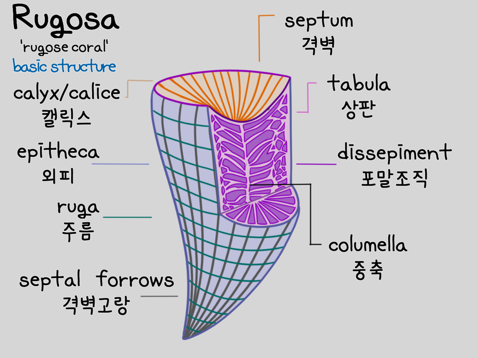 File:Rugosa anatomy.png