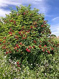 Sambucus racemosa in San Francisco.