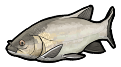 Seminotus elegans